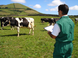 Servi�o de emparelhamento e tratamento de patas
