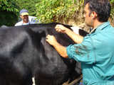 Servi�o de Assit�ncia m�dico-veterin�rio